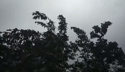 1587458218112985.gif 微信圖片_20200421163302.gif